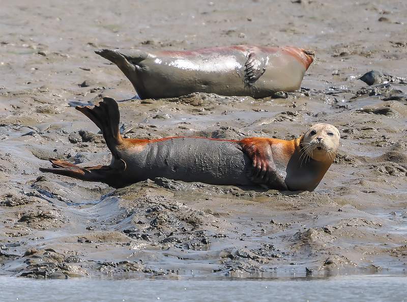 Mud Mud Glorious Mud_Martin Hancock_Open.jpg - Mud Mud Glorious Mud