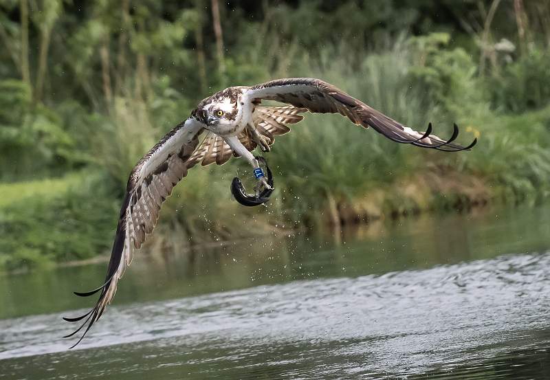 Nice Catch T7_Martin Hancock_Open-4.jpg - Nice Catch T7