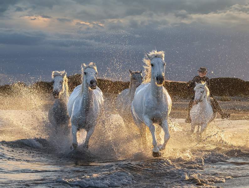 Peter Smith_Camarque horses and cowboy_open.jpg - Camarque horses and cowboy