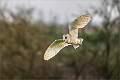 Barn Owl