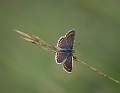 Brown Argus_michael bamford_print open
