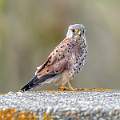 Juvenile Male Kestrel