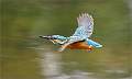 Kingfisher in Flight