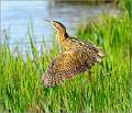 Male Bittern Taking Off_Matt Clarke_Set
