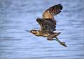 Male Bittern in Flight_Matt Clarke_Open