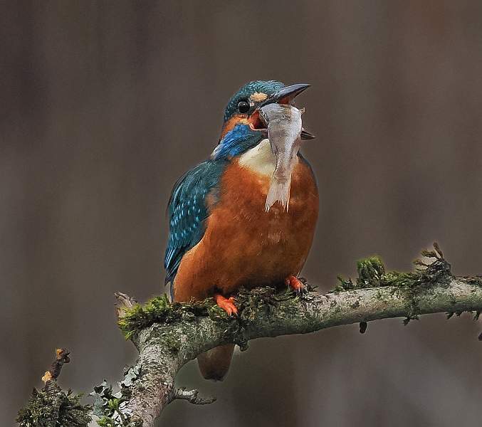 Down the Hatch_Matin Hancock_Open.jpg