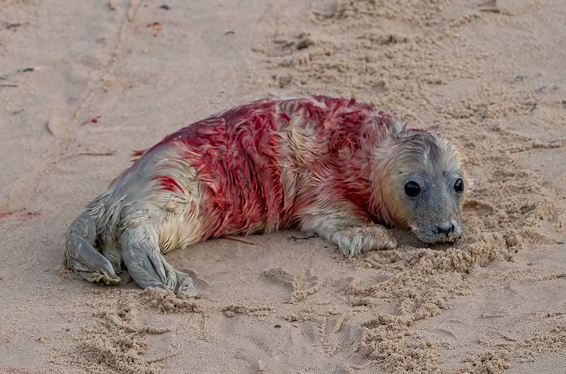 Newly Born Grey Seal Pup_Matin Hancock_Open.jpg