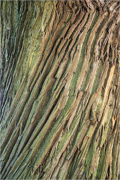 Sweet Chestnut_David Ryland_SET.jpg - Sweet Chestnut