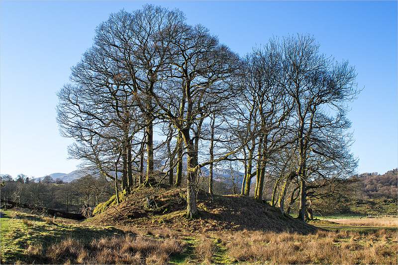 TREES AT AMBLESIDE CUMBRIA.jpg - TREES AT AMBLESIDE CUMBRIA