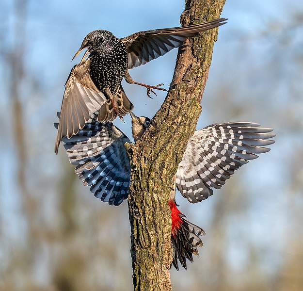 Woodpecker and Starling Fight_Julie Browne_Open.jpg - Open