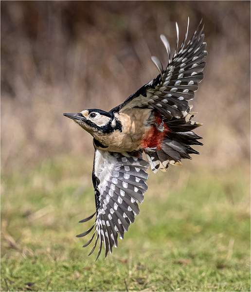 Woodpecker taking flight.jpg