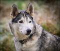 Alert Husky_Matt Clarke_Open