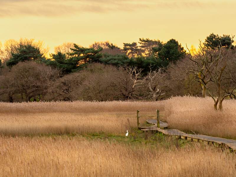 2025 03 17 Feathers Open 20240204-_DSC4665-Edit.jpg