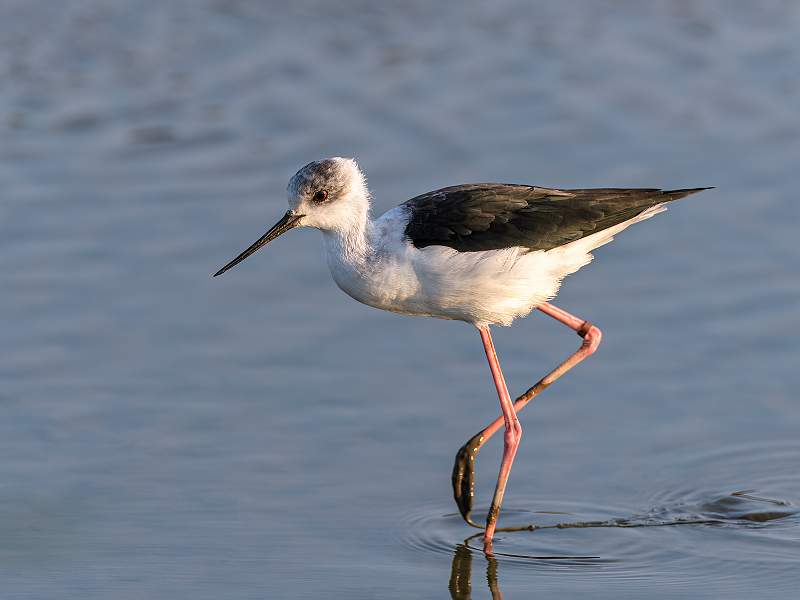 Black Winged Silt.jpg - Black winged Stilt