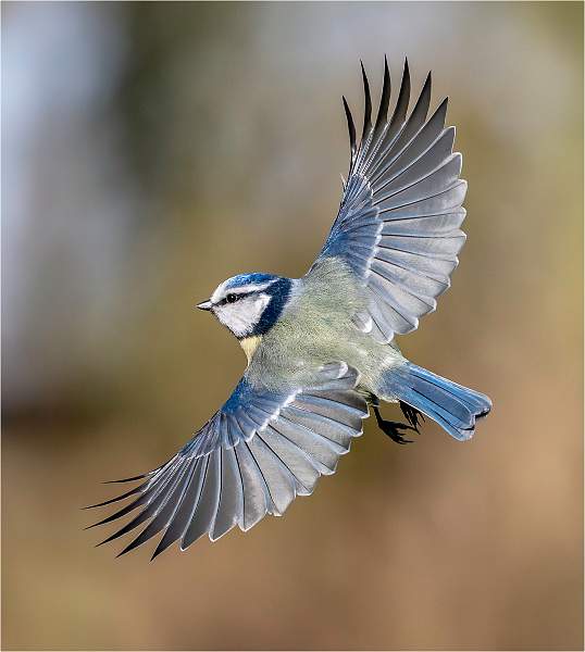 Blue Tit in flight_Roger Hance_Set .jpg - 4th Print Comp_Set