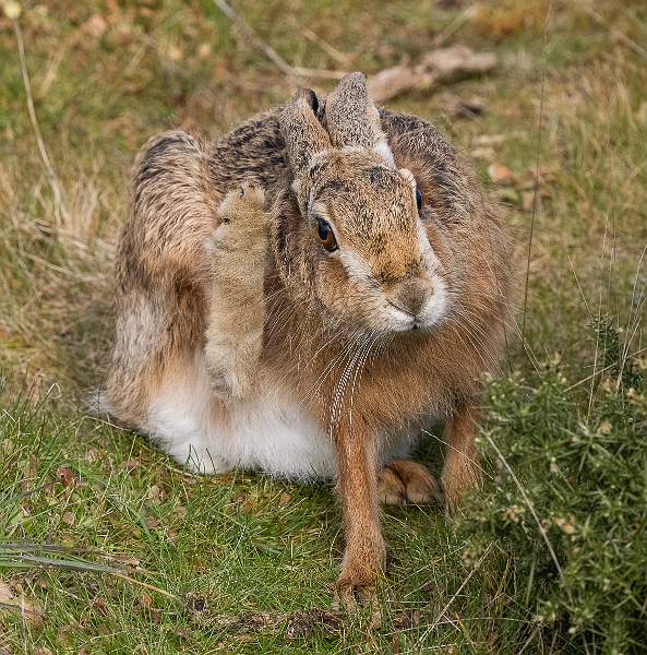 Brown Hare Scratching_Martin Hancock_Open.jpg