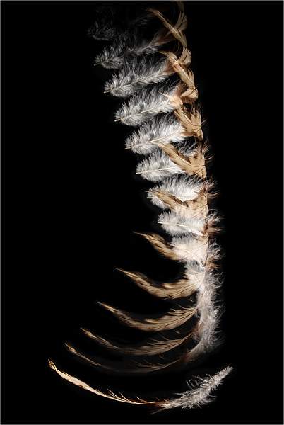 Falling Feather Hidden Bird_Graham Wood_Set.jpg - Print 'Feathers' - Set