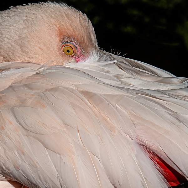 Feathers and Eye.jpg