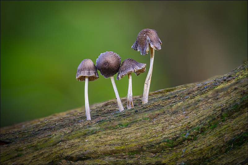 Four Fungi_Matt Clarke_Open.jpg - Four Fungi