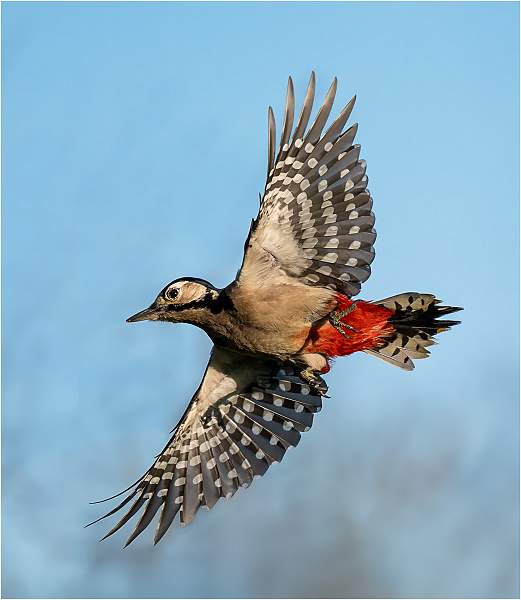 Greater Spotted Woodpecker_Julie Browne_Set.jpg - Set