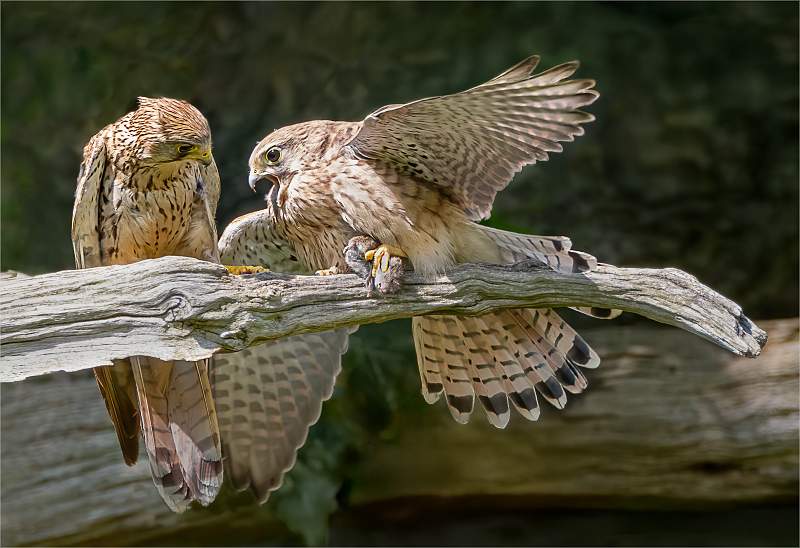 Juvenile Kestrel Hunting Lesson_Julie Browne_Open.jpg