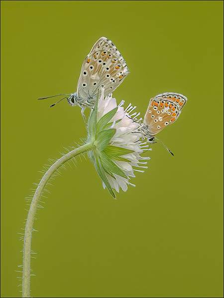 Male and Female Chalkhill Blue.jpg
