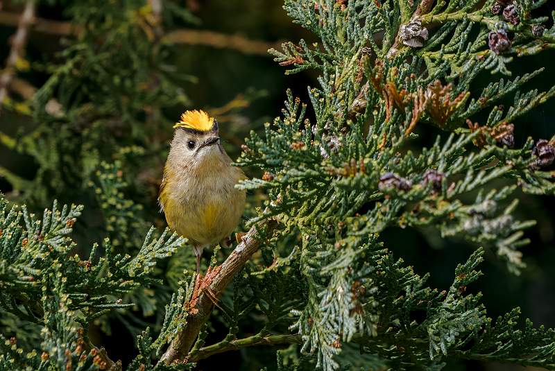 Peter Smith_Goldcrest.jpg - Goldcrest