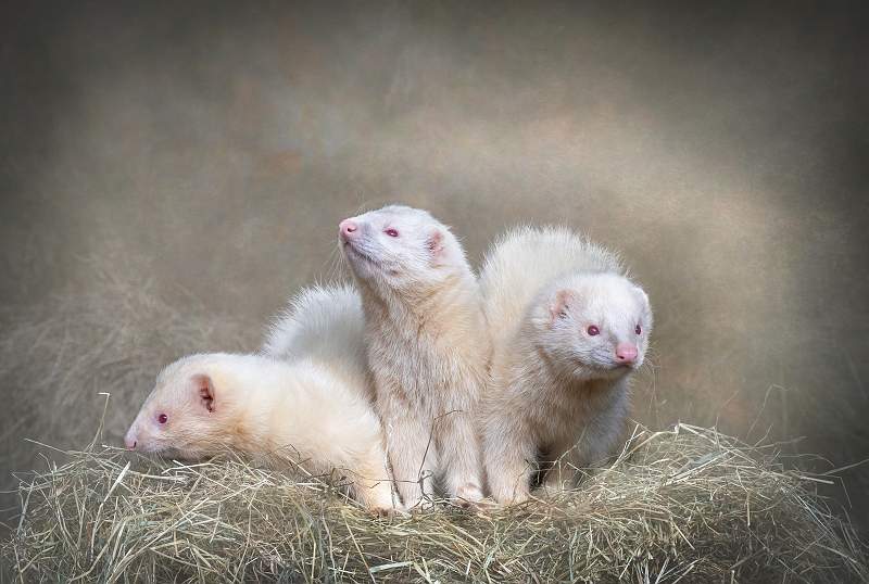 Peter Smith_The three musketeers.jpg - The three musketeers