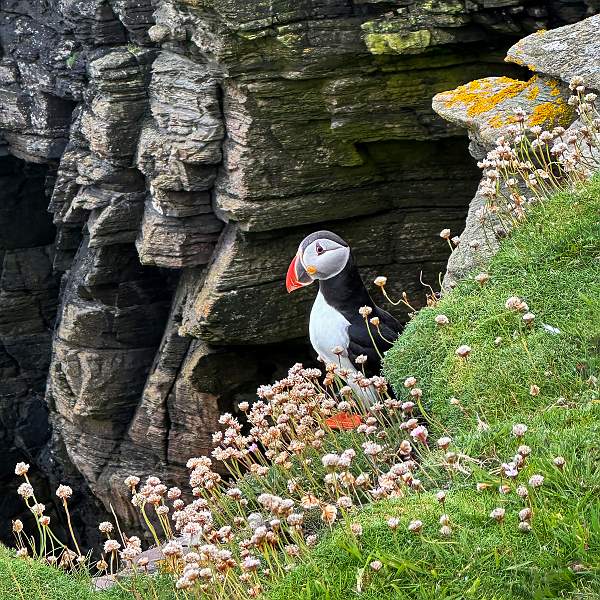 Puffin_Isabellaknight_set.jpeg - Monthly comp SET March 2024