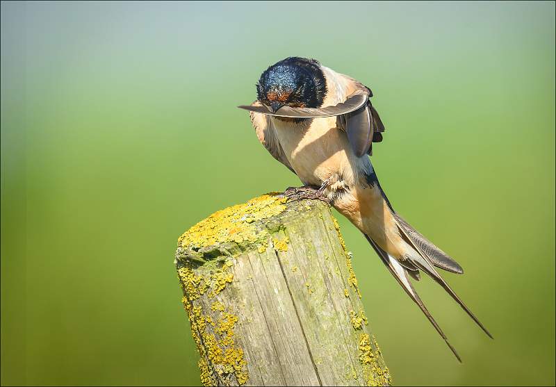 Swallow Preening Their Primary Feathers_Matt Clarke_Set.jpg - Swallow Preening Their Primary Feathers