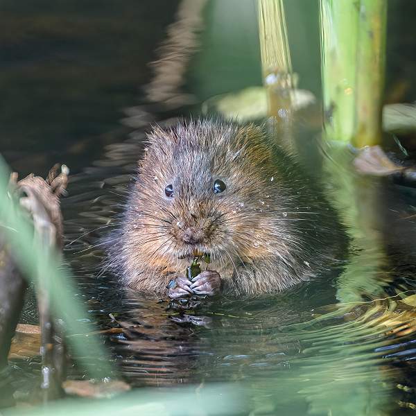 Water Vole_Highly Commended.jpg