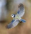 Blue Tit in flight_Roger Hance_Set 