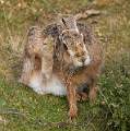 Brown Hare Scratching_Martin Hancock_Open