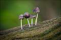 Four Fungi_Matt Clarke_Open