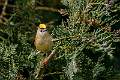 Peter Smith_Goldcrest