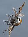 Peter_Smith_Bearded Reedling