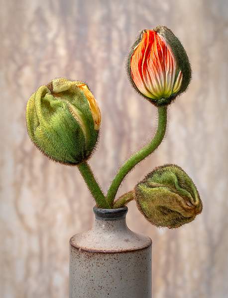 Baby-Triffids-emurging.jpg - Monthly competition, set entered as a print