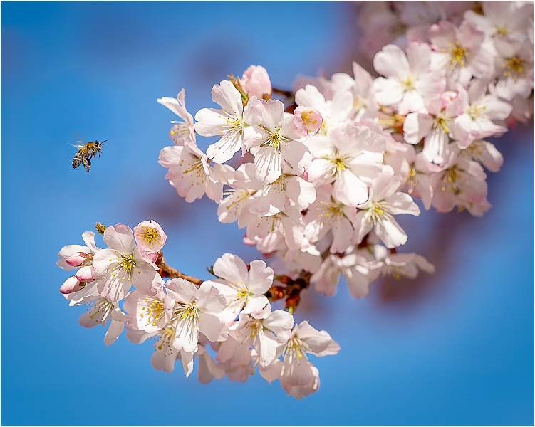 Blossom and Bee_Julie Browne_Set.jpg - Set