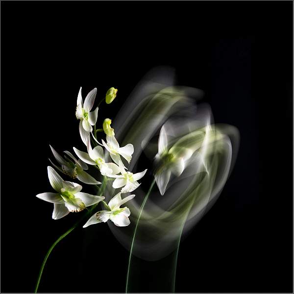 Flower Flurry_Isabella Knight_Set.jpg - Print Comp 5 - Set