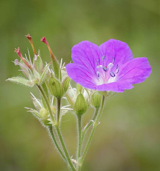 Peter Smith_Geranium_set.jpg - Geranium