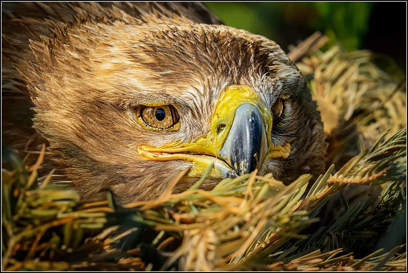 Resting, Nesting Female Steppe Eagle_Matt Clarke_Open.jpg - Resting, Nesting Female Steppe Eagle