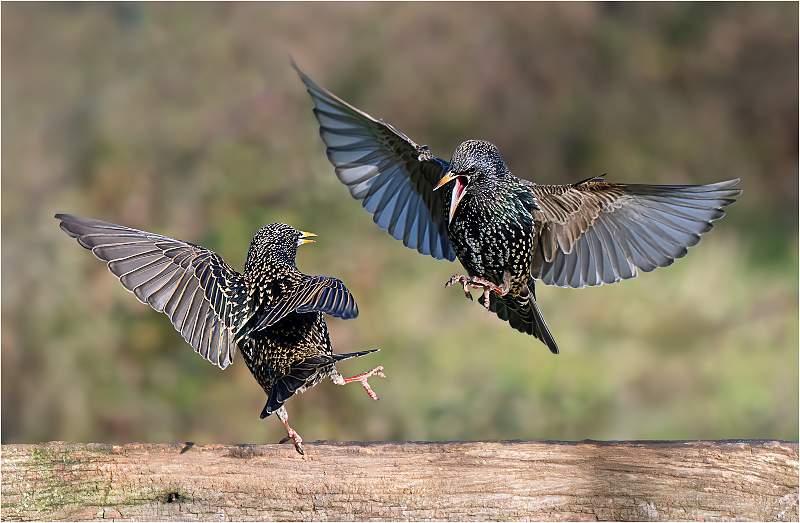 Starling Dance Off_Julie Browne_Open.jpg - Open