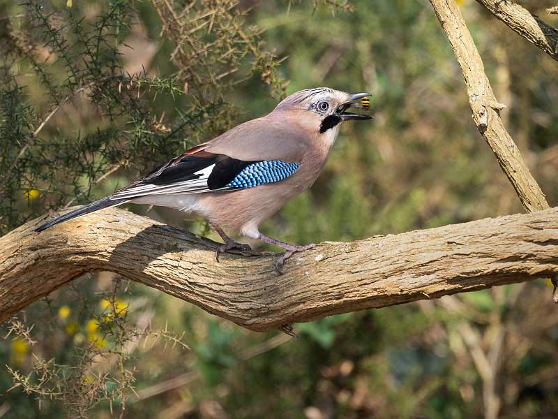 Too Hot to Handle_Graham Wood_Open.jpg - Floral Print - Open