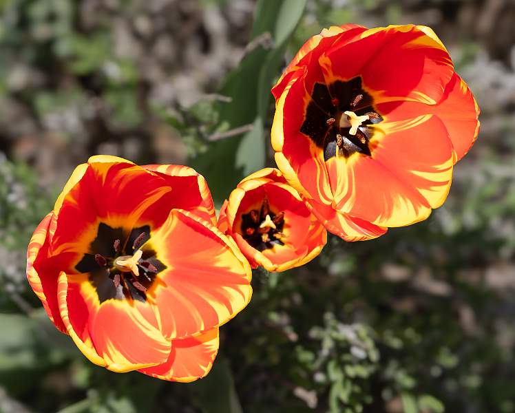 Tulips in Elmhurst Park_Graham Wood_Set.jpg - Floral Print - Set