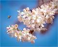 Blossom and Bee_Julie Browne_Set