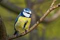 Peter Smith_Blue tit_open