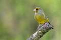 Peter Smith_Greenfinch_Open