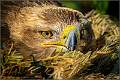 Resting, Nesting Female Steppe Eagle_Matt Clarke_Open