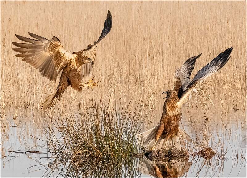 Buzzard Landing_cherylwilkes_set.jpg