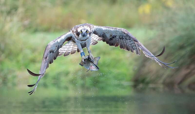 Catch of the Day_Jamie Bird_Open.jpg - Open